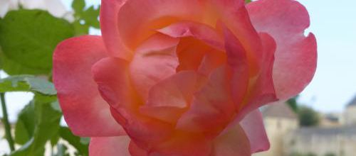Une si belle rose 
