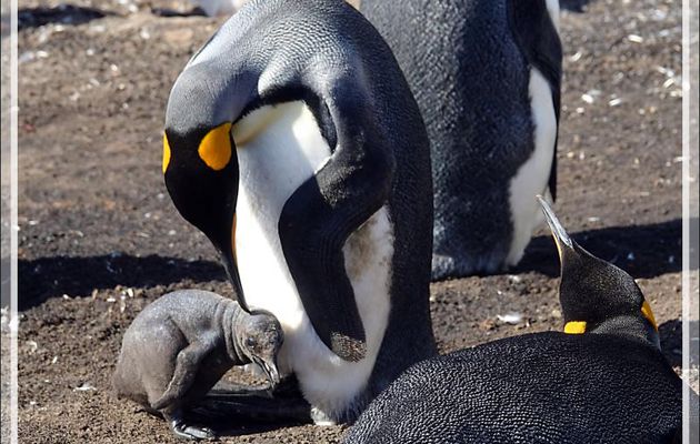 Manchot royal, King penguin (Aptenodytes patagonicus) - The Neck (Le Cou) - Saunders Island - Falkland (Malvinas, Malouines) - Grande-Bretagne