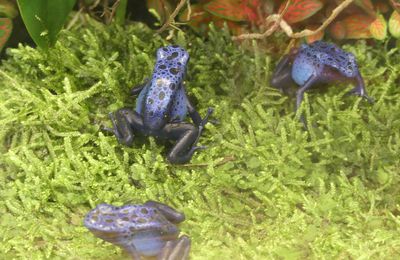 Participez au Café Thé n° 77 - Trois petites grenouilles bleues...