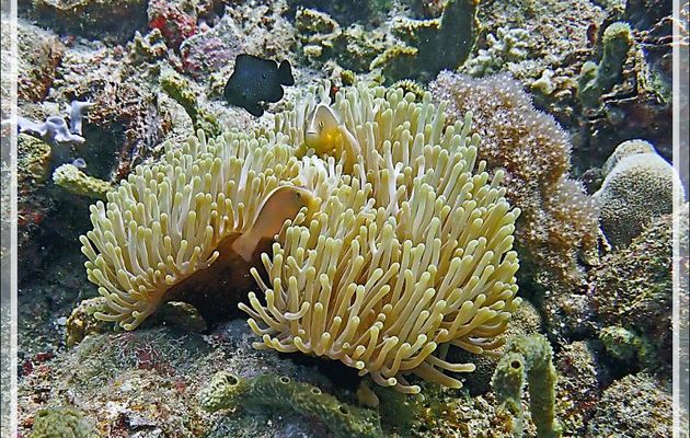 Anémone magnifique, Magnificent sea anemone (Heteractis magnifica), Poisson-clown mouffette, Nosetripe clownfish (Amphiprion akallopisos) - Baleine - Tsarabanjina - Mitsio - Madagascar