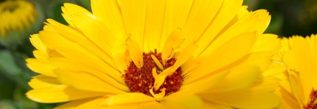 le temps des fleurs 