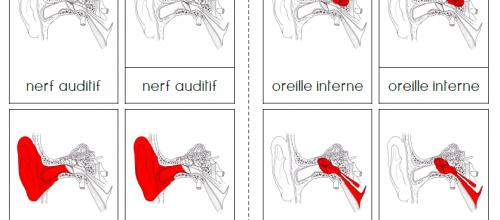 Nomenclatures : Anatomie de l'oreille