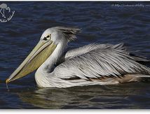 Pélican à dos rosé (Pelecanus rufescens)