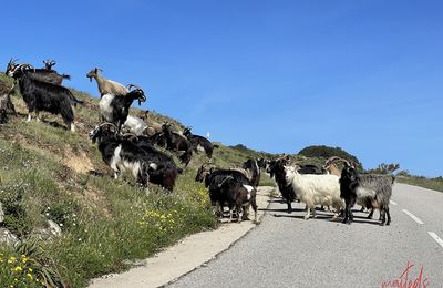 Rencontre sur la route de la plage d'Arone - Piana