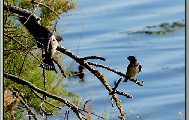 Hirondelles : petit câlin en perspective - La Couarde-sur-Mer - Ile de Ré - 17
