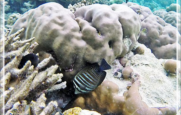 Snorkeling : Chirurgien voilier " juvénile final", Chirurgien à voile, Chirurgien de Desjardin, Sailfin tang (Zebrasoma desjardinii) - Moofushi - Atoll d'Ari - Maldives