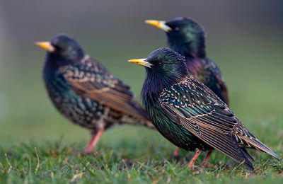La danse des étourneaux