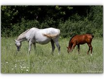 Et si nous parlions... Chevaux.