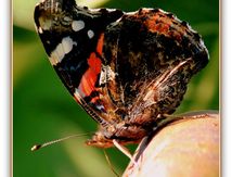  Les Papillons # 2.
