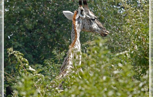 Girafe du Cap (Giraffa giraffa) - Safari terrestre - Parc National de Chobe - Botswana