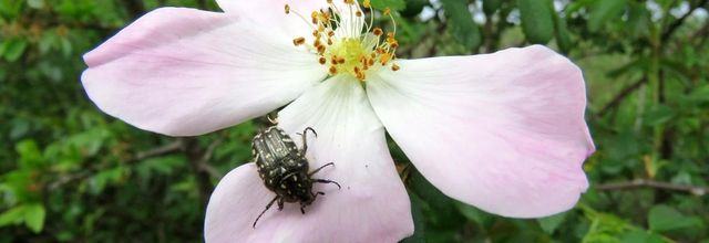 les marais d'Audenge (33) -2