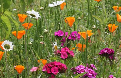 Le jardin nature
