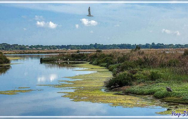 Marais aux goélands - Prise de la Groie - Saint-Clément des Baleines - Ile de Ré - 17