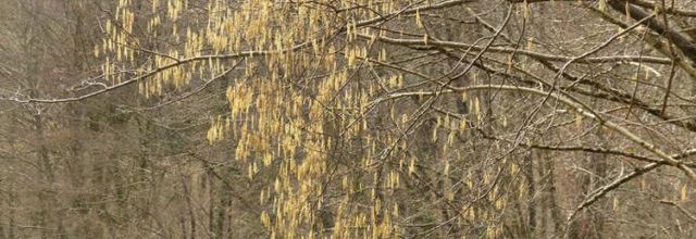 Corylus avellana  -  noisetier