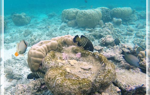 Snorkeling : Mérou paon ou céleste, Vieille cuisinière, Bluespotted grouper (Cephalopholis argus) - Moofushi - Atoll d'Ari - Maldives
