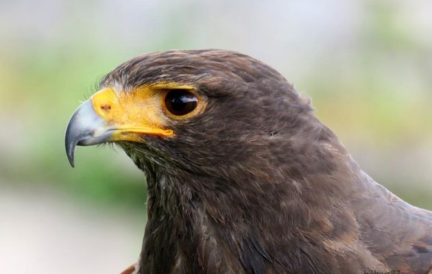 mes rapaces en vol à Blaye