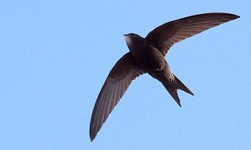 Le martinet ... record de vol ... 