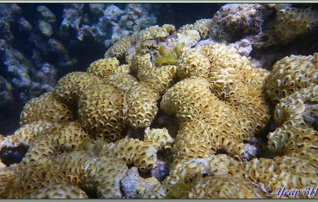 Corail mou encroûtant - Praslin - Seychelles