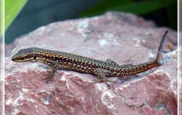 Lézard-scorpion des murailles : une bizarrerie de la nature - Lartigau - Milhas - 31