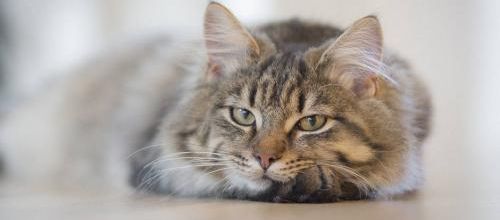 7 conseils  inspirés du chat pour apprendre à  vivre mieux