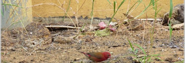 LES OISEAUX DU SENEGAL No 2