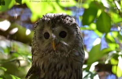 Ménagerie, le Zoo du Jardin des Plantes : Chouette de l'Oural et Chouette Lapone