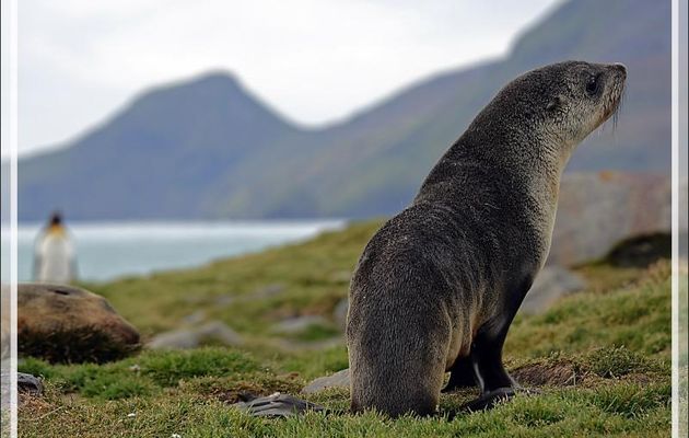 Otarie à fourrure antarctique (ou de Kerguelen) - Saint Andrews Bay - Géorgie du Sud