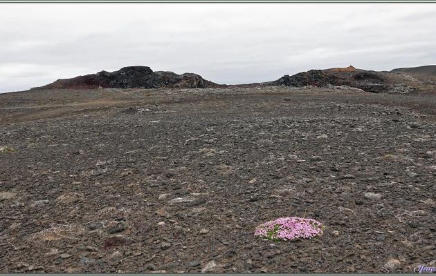 07/06/2023 : Zone géothermique de Gunnuhver et ses sources chaudes, puis Brimketill, belle piscine naturelle crée par les coulées de lave, vue par mer calme - Péninsule de Reykjanes - Islande