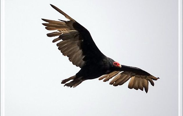 Le vieux "croque-mort" et son jeune apprenti : Vautours Urubus à tête rouge, Turkey Vulture (Cathartes aura) - The Neck - Saunders Island - Falkland (Malvinas, Malouines) - Grande-Bretagne