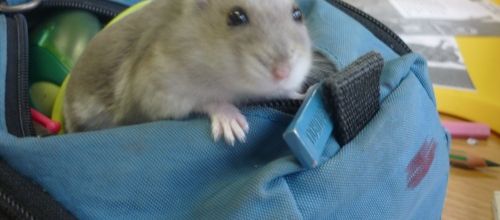 Le hamster