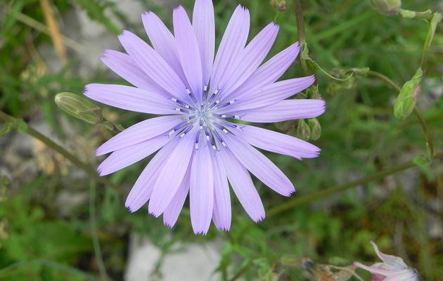 fleurs de Mai