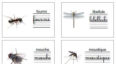 Glossaire des insectes 