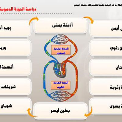 درس عن الدورة الدموية عند الانسان السنة الثالثة إعدادي (فلاش)