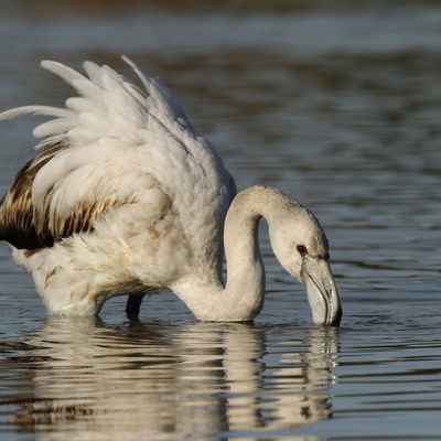 Flamant Rose 