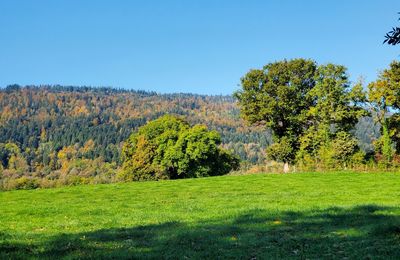 Le 12 octobre 2025 : Courte promenade