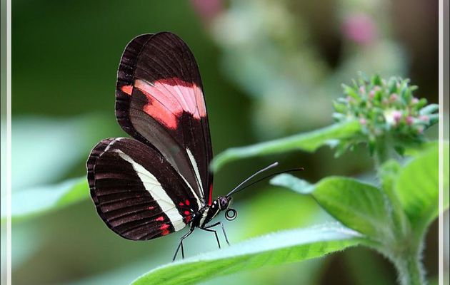 Papillon "Le Petit Facteur", Red postman (Heliconius erato) - Parque das Aves - Foz do Iguaçu - Brésil