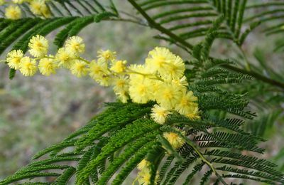 Connaissez-vous le nom des fleurs de mimosa ?