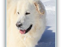  Ilona Meije et Neige