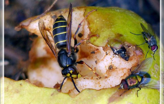 Guêpe des buissons ouvrière (Dolichovespula media) - Lartigau - Milhas - 31