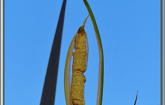 Éclosion d'une inflorescence de Massette à larges feuilles (Typha latifolia) - Lartigau - Milhas - 31