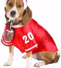 mode fashion dog
