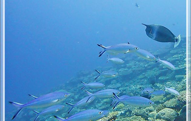 Nason pointillé, Nasique, Long-nose unicornfish (Naso brevirostris), Fusiliers à ligne olive ou tricolor, Dark-banded fusilier (Pterocaesio tile) - Petit Castor - Tsarabanjina - Mitsio - Madagascar