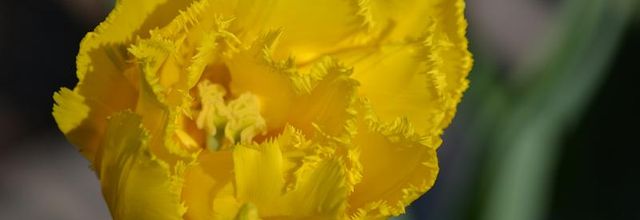 Parc Floral de Paris : la tulipe frangée