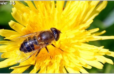 Eristale Tenace (1) - Eristale Gluant / Eristalis tenax