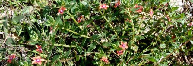 Lysimachia arvensis - Anagallis arvensis  -  mouron des champs