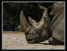 Rhinocéros blancs