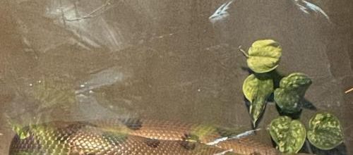 ZOO DE VINCENNES - la serre - animaux tropicaux - dangereux