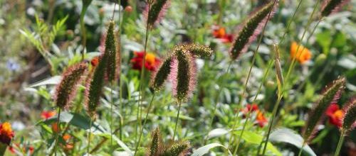 Suite du jardin d'ornement 