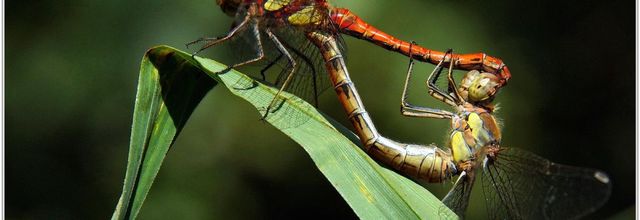 Sympétrum Strié (7) - Sympetrum striolatum / Accouplement