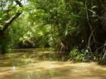 Amazonia